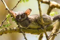 The Senegal Bushbaby, Lake Naivasha, Kenya von Danita Delimont