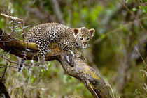 Three month old Leopard cub, Masai Mara, Kenya von Danita Delimont