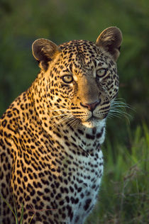 Male leopard full-grown cub portrait, Masai Mara, Kenya by Danita Delimont