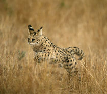 Serval jumping in long grass, Masai Mara, Kenya von Danita Delimont