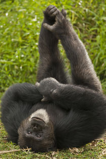 Africa, Kenya, Amboseli National Park, Chimpanzee, captive o... by Danita Delimont