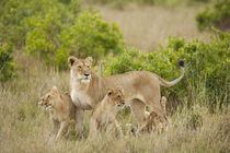Africa, Kenya, Upper Masai Mara Game Reserve, African Lion, ... by Danita Delimont
