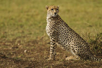 Cheetah on look out Maasai Mara wildlife Reserve, Kenya. von Danita Delimont