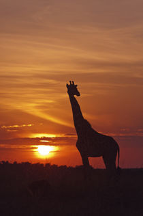 Giraffe at sunrise, Maasai Mara wildlife Reserve, Kenya. by Danita Delimont