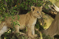 Lion cub in the bush, Maasai Mara wildlife Reserve, Kenya. by Danita Delimont