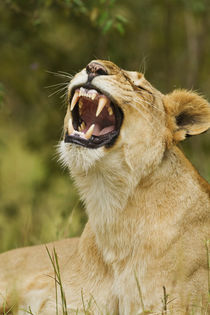 Lioness yawning, Maasai Mara wildlife Reserve, Kenya. by Danita Delimont