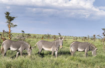 Grevy's Zebra, Kenya von Danita Delimont