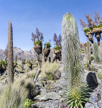 Giant Lobelia in the Mt von Danita Delimont