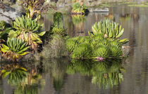 Giant Lobelia in the Mt von Danita Delimont