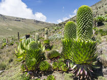 Giant Lobelia in the Mt by Danita Delimont