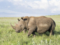 White rhinoceros, Kenya von Danita Delimont