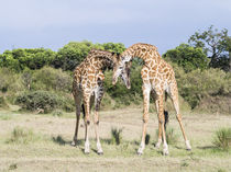 Giraffe bulls necking, Kenya by Danita Delimont