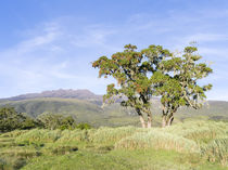 The Mount Kenya NP in Kenya von Danita Delimont