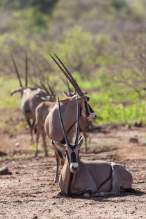 Gemsbok also called Oryx in Tsavo West NP by Danita Delimont