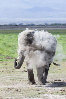 African bush elephant Kenya von Danita Delimont