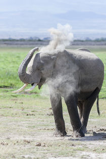 African bush elephant Kenya by Danita Delimont