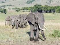 African bush elephant Kenya von Danita Delimont