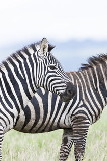 Plains zebra, Kenya by Danita Delimont