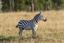 Plains zebra, Kenya by Danita Delimont