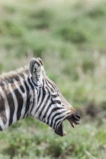 Plains zebra, Kenya von Danita Delimont