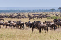 Herd of wildebeest, Maasai Mara National Reserve, Kenya. by Danita Delimont