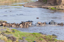 Herd of blue wildebeest crossing the Mara River, Maasai Mara... von Danita Delimont