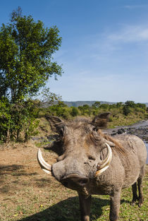 Warthog, Maasai Mara National Reserve, Kenya. by Danita Delimont