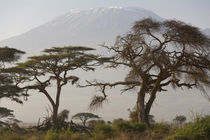 Acacia tree, Mt Kilimanjaro, Amboseli Nat Park, Kenya by Danita Delimont