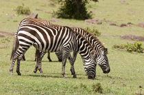 Common Zebra, Maasai Mara, Kenya. von Danita Delimont