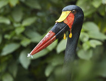 Male Saddle-billed Stork with a feather on its bill, Kenya, Africa. von Danita Delimont