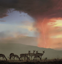 Impala and Lighting, Kenya, Africa von Danita Delimont