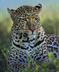 Leopard portrait, Kenya, Africa by Danita Delimont