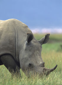 White rhinoceros, Kenya, Africa by Danita Delimont