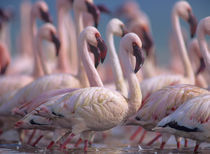 Group of Lesser flamingos, Kenya, Africa by Danita Delimont
