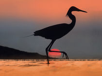 Egret, Kenya, Africa, summer sunsets von Danita Delimont