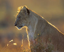 African Lion cub in the golden light, Kenya, Africa by Danita Delimont