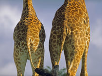 Masai Giraffes behinds, Kenya, Africa by Danita Delimont