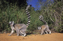 Ring-tailed Lemurs, Berenty, Toliara, Madagascar. von Danita Delimont