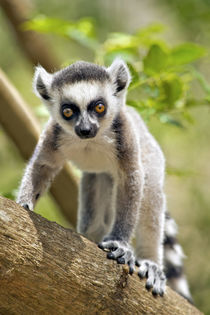 Baby ring-tailed lemur in the Anja private community reserve... by Danita Delimont