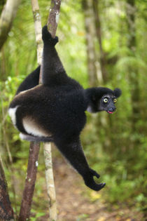 Indri hanging on a branch, Pangalanes Canal, Madagascar von Danita Delimont