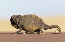 A Namaqua Chameleon walking across a sandy plain. by Danita Delimont