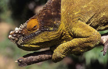 A Parson's Chameleon perched on a branch. by Danita Delimont