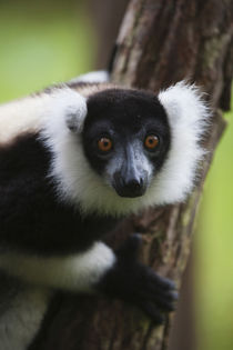 Black and white ruffed lemur in the forest, Perinet Reserve,... von Danita Delimont
