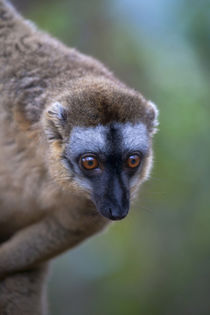 Brown lemur in the forest, Perinet Reserve, Toamasina, Madagascar by Danita Delimont