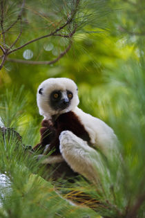 Coquerel's Sifaka in the forest, Perinet Reserve, Toamasina,... by Danita Delimont