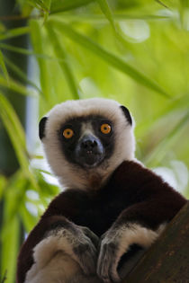 Coquerel's Sifaka in the bamboo forest, Perinet Reserve, Toa... by Danita Delimont