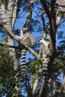 Ring tailed lemur, Berenty National park, Toliara, Madagascar by Danita Delimont