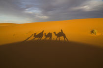 North Africa, Tafilalet, Erfoud, Merzouga, Erg Chebbi, late ... by Danita Delimont