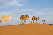 Morocco, Erg Chegaga is a Saharan sand dune, it is the large... by Danita Delimont