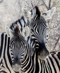 Africa, Namibia, Etosha National Park by Danita Delimont